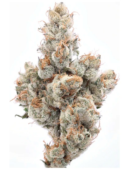 Photograph of product: PEARADISE | 3.5G