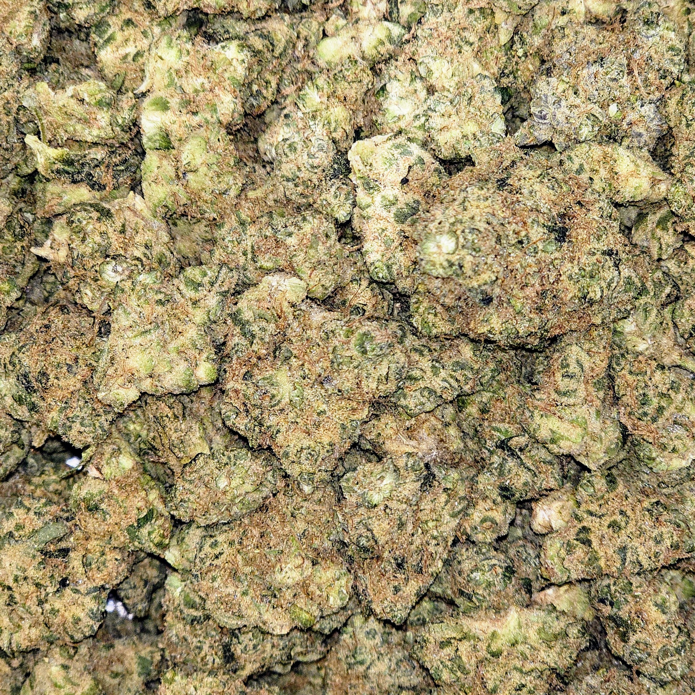 Photograph of product: BBF - Orange Chemeleon Deli Style Flower - 1g