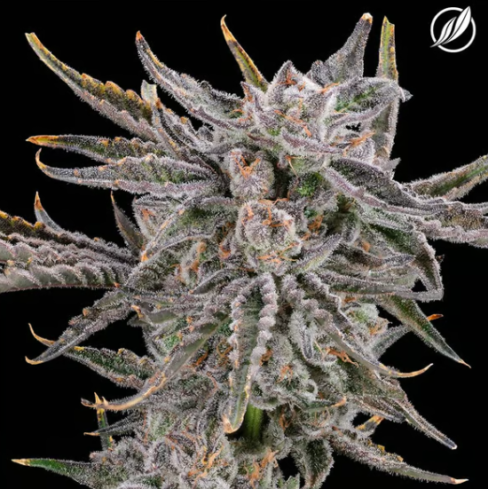 Photograph of product: Stomper Kush | Pre-Pack | 3.5g | 25755