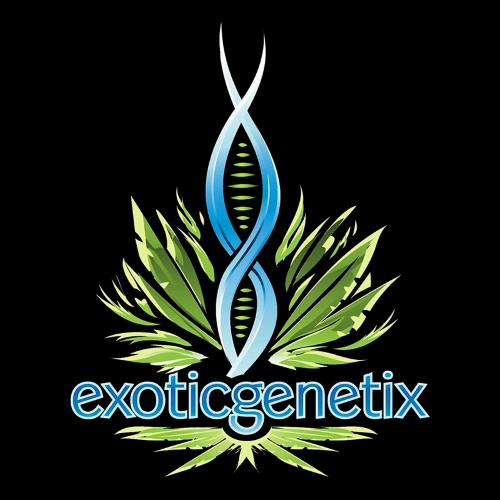 Photograph of product: EXOTIC GENETIX | SCOTTY 2 HOTTY HYBRID - 3.5g