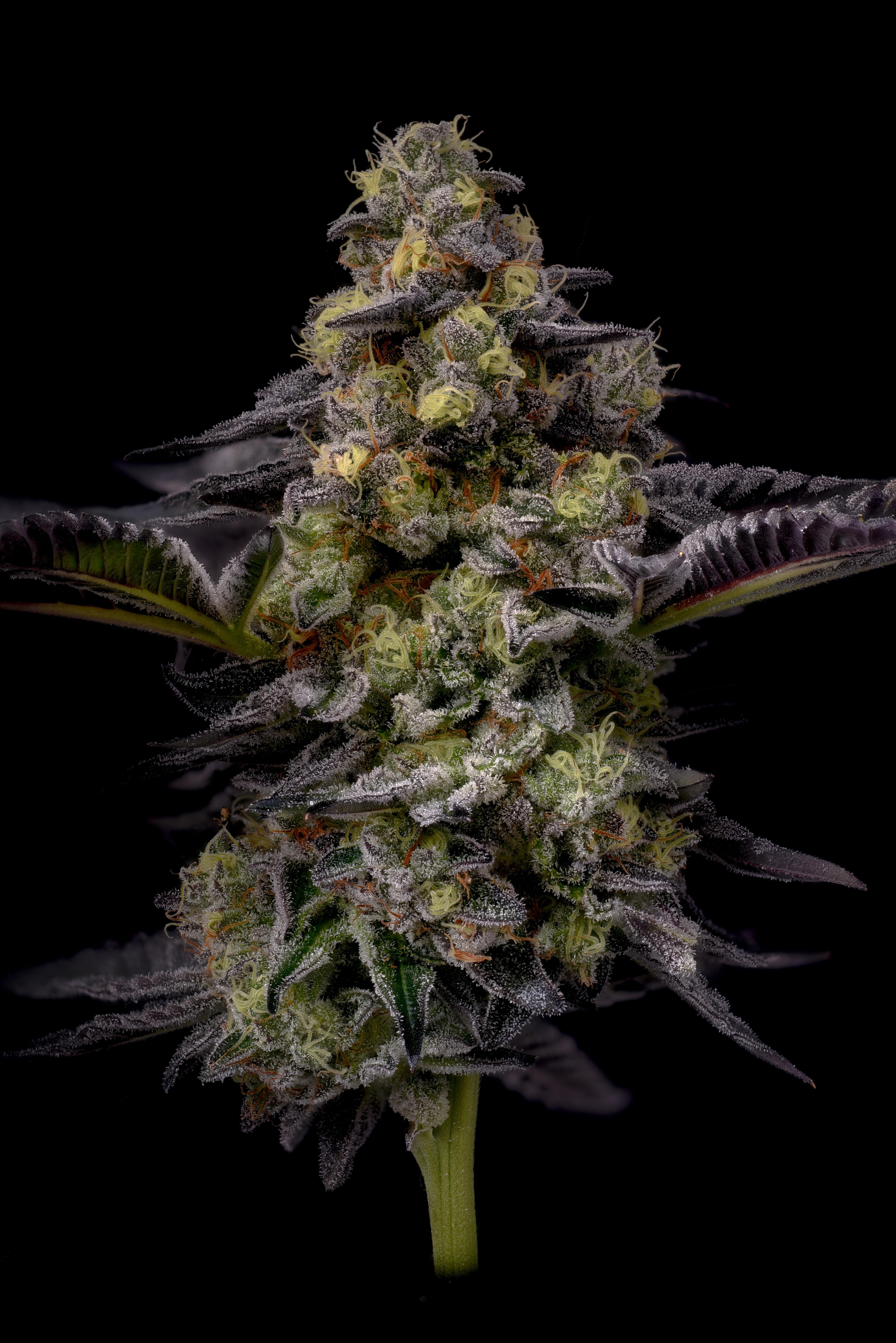 Photograph of product: Boulder Built - Flower - Lindsay Lohan - Bulk - 28g