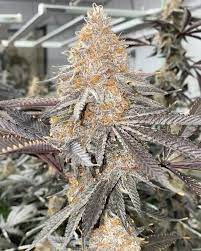 Photograph of Product: DANK By PANK - Super Boof - 1g