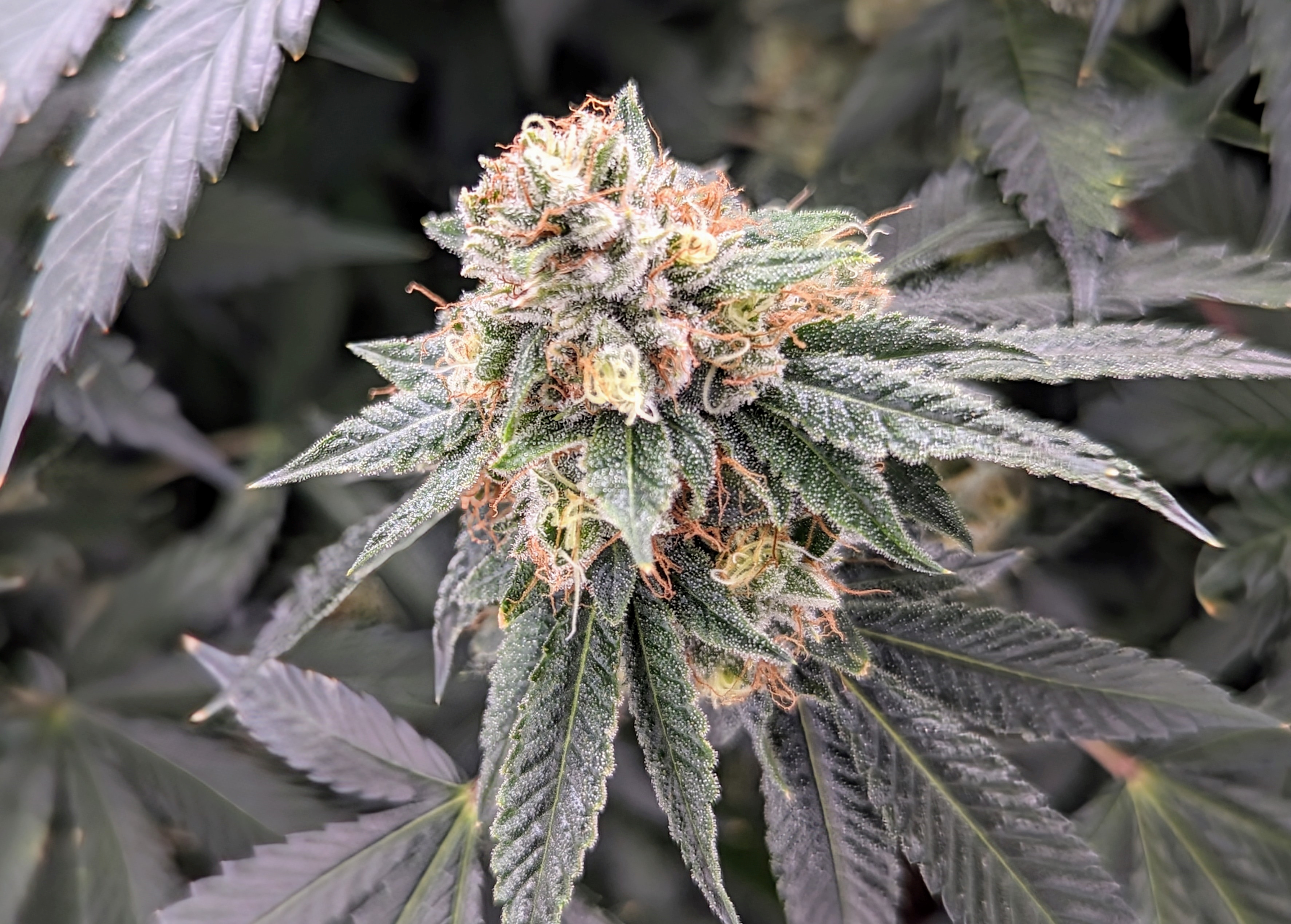 Photograph of product: Boogie Man | Flower - 3.5g