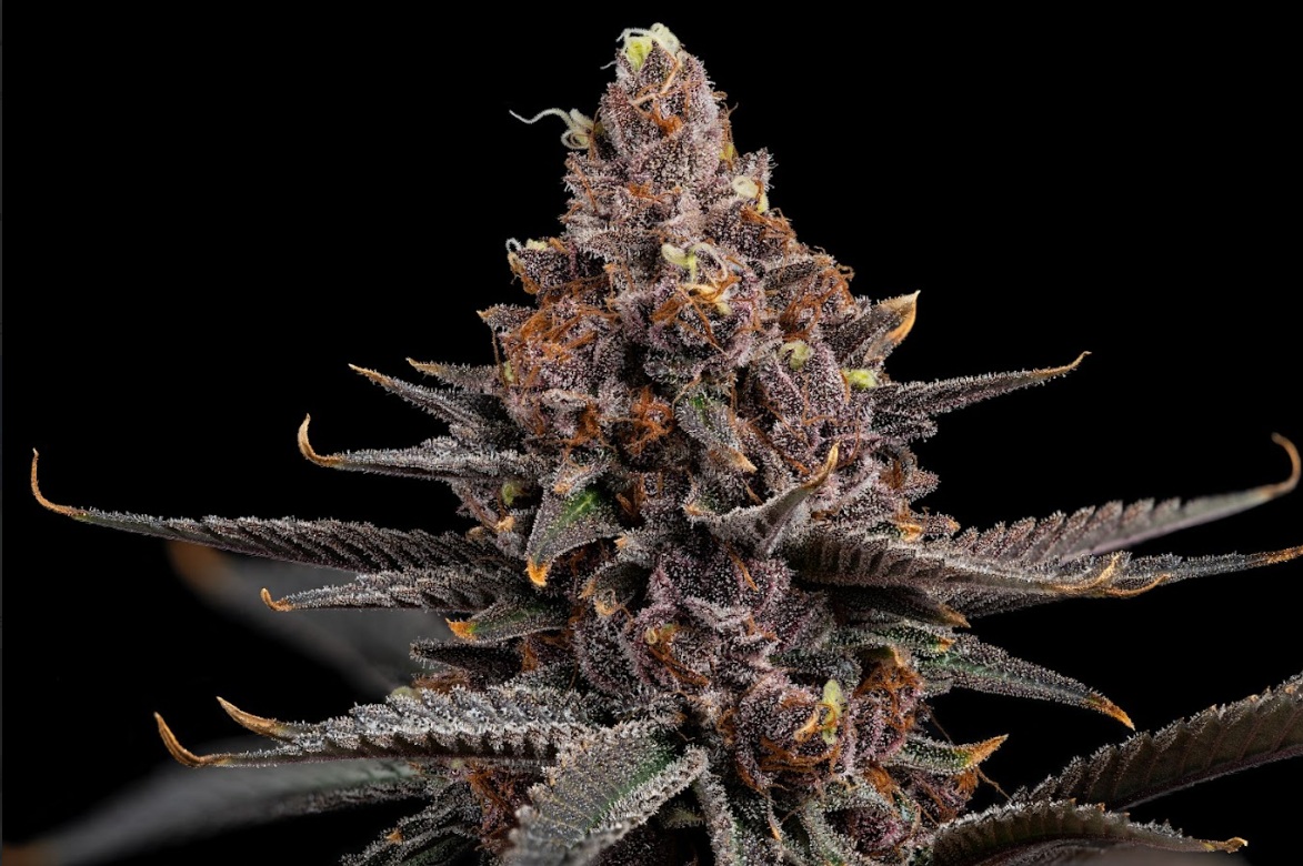 Photograph of product: Pie Dough - 3.5g