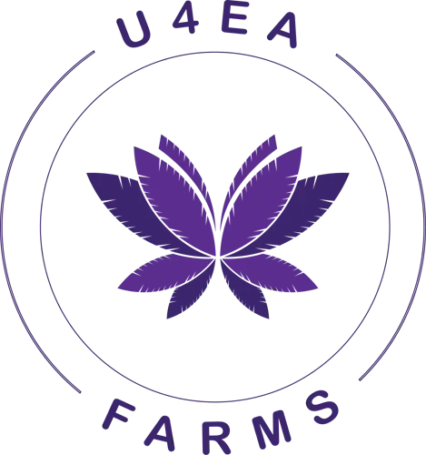 Photograph of product: U4EA | Moon Pie | au chocolat Infused Preroll