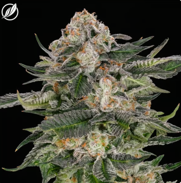 Photograph of product: Modified Haze Flower H 25372 - 3.5g