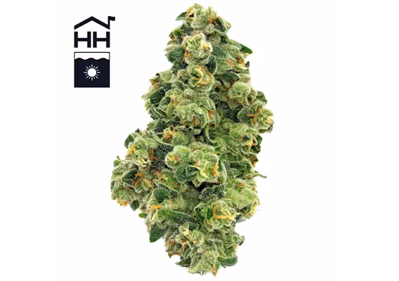 Photograph of product: OVM Strain | Flower 3.5g - Visualize