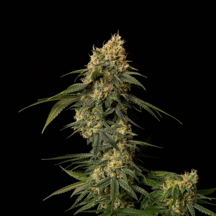 Photograph of product: Larry Burnz Pre-roll | 1g