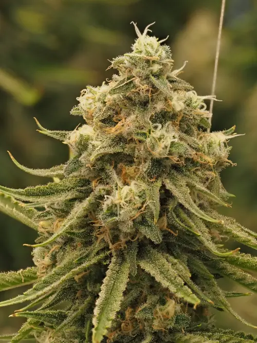 Photograph of product: Redwood Platinum Blue Dream 3.5g