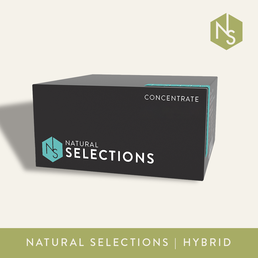 Photograph of Product: Key Lime Kush | Live Sugar | 1g