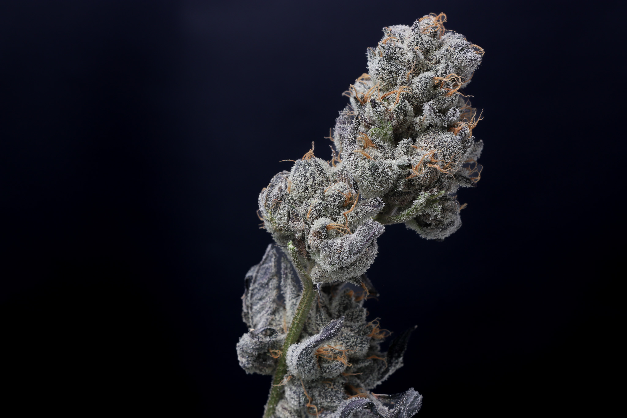 Photograph of product: Bananaconda #4 - Landrace Oui'd Co. - 14g
