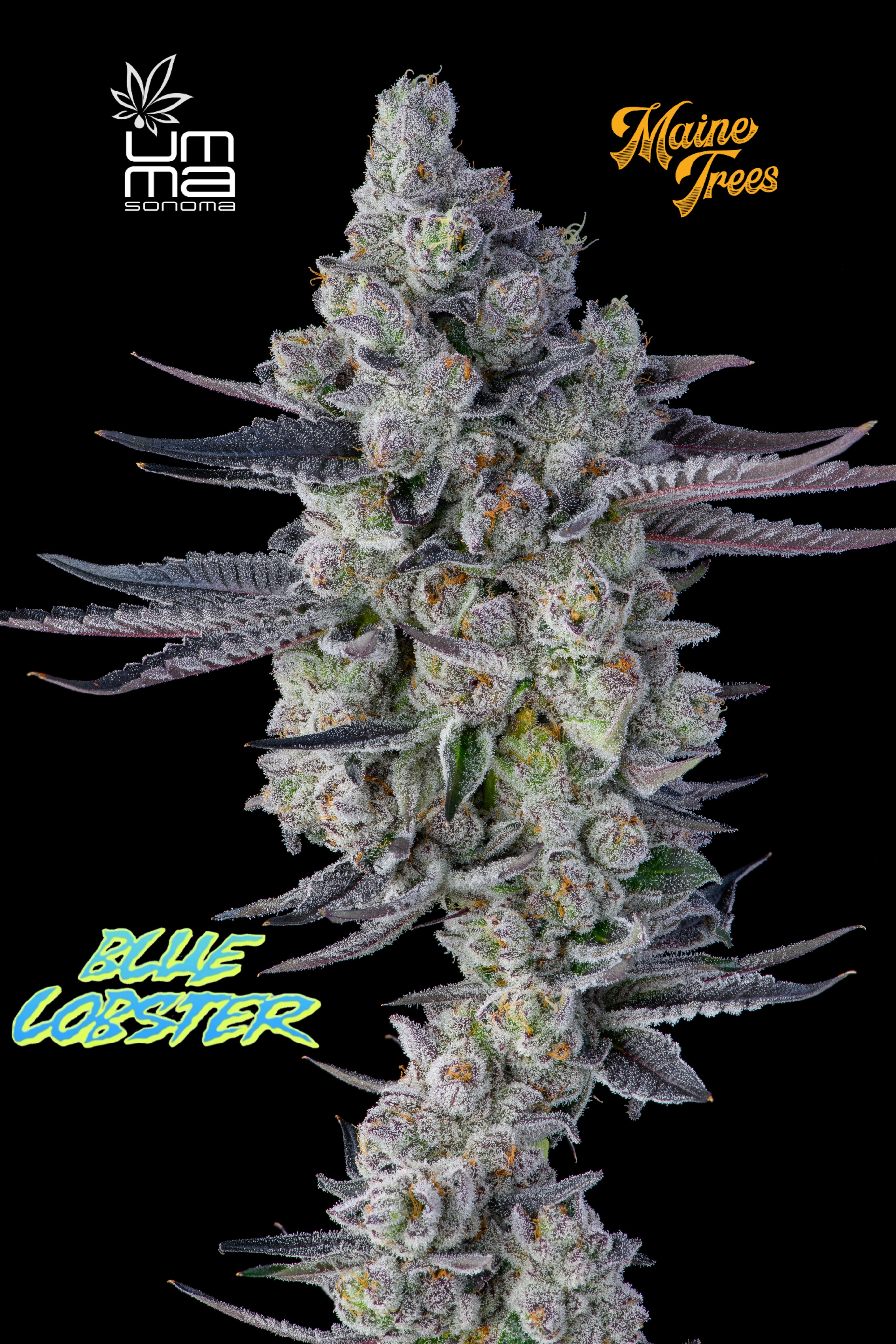Photograph of product: BLUE LOBSTER EIGHTH