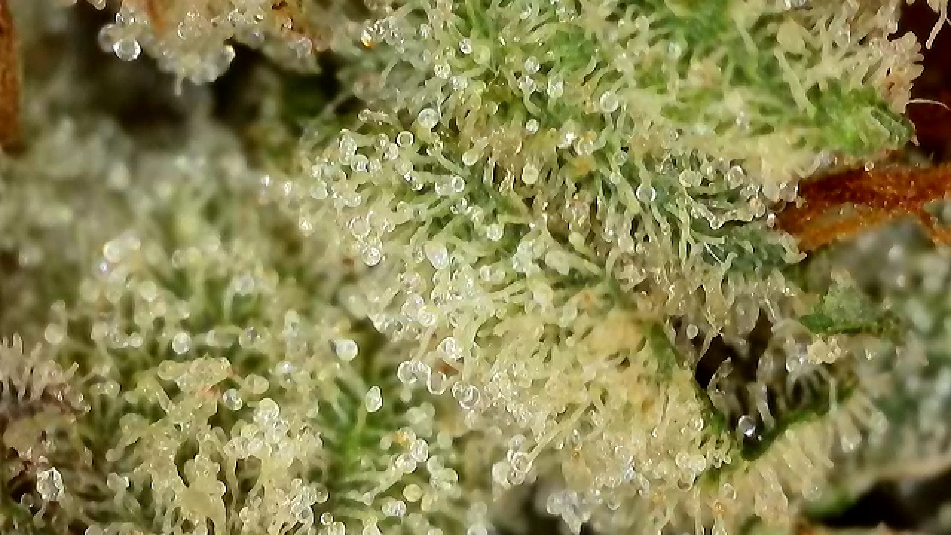 Photograph of product: Gorilla Glue #4 | Deli Style - 28g