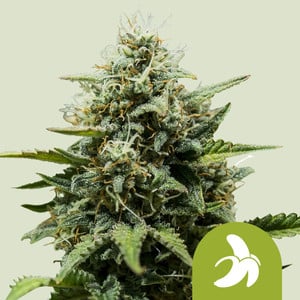 Photograph of product: RQS | IGrowCan Fat Banana Autoflower