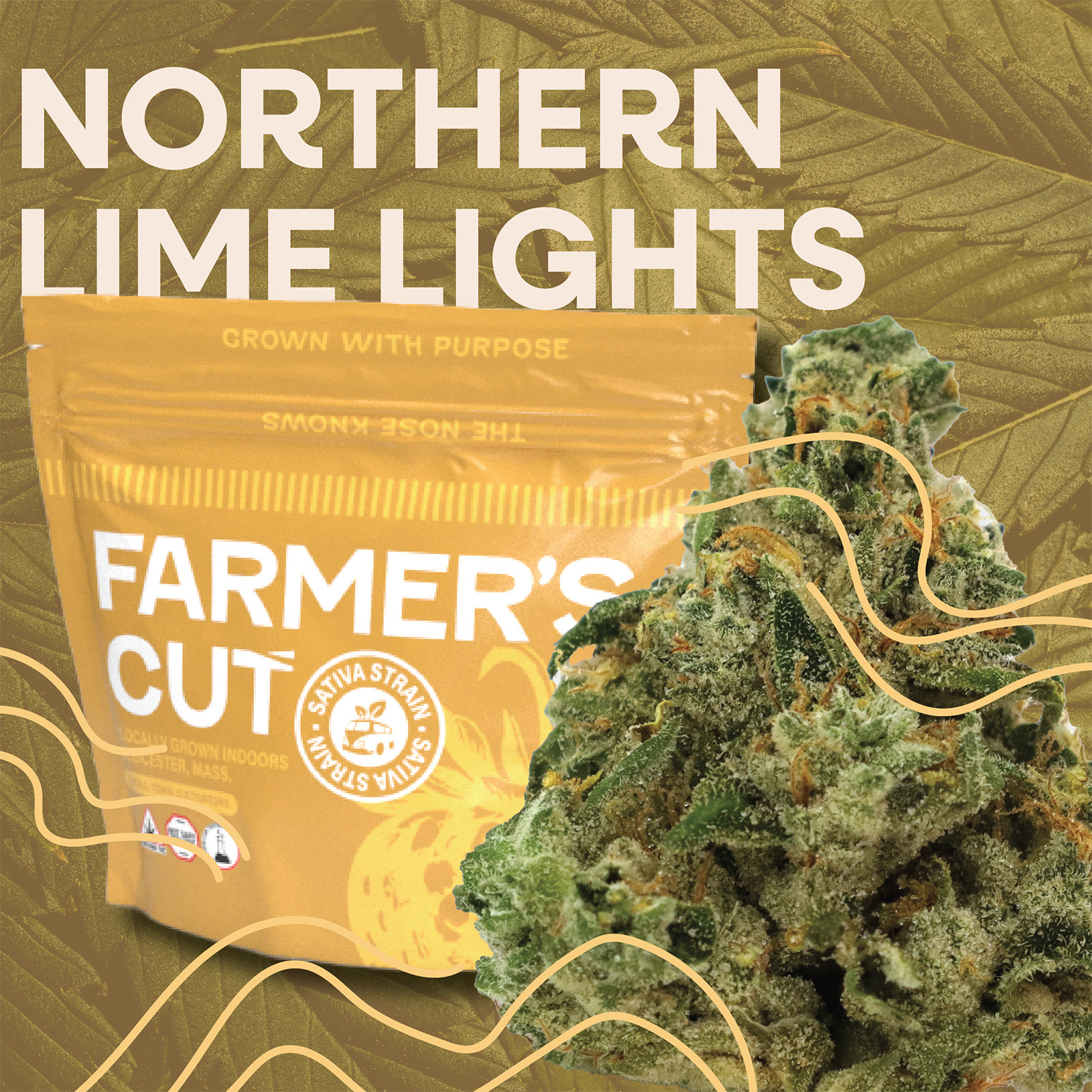Photograph of product: Northern Lime Lights | Flower | 14g