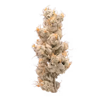 Photograph of Product: Strawpical Guava | Flower | 3.5g