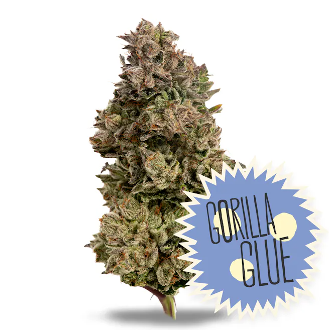 Photograph of product: District Oui'd | Gorilla Glue #4 - 3.5g