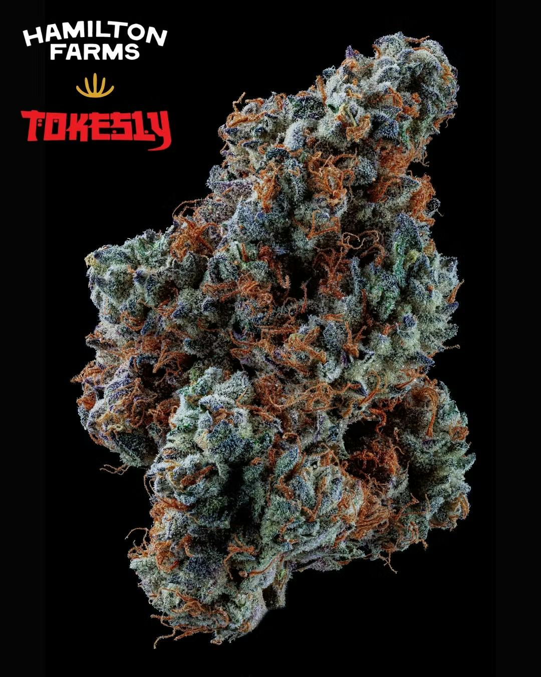 Photograph of product: Hamilton Farms x Tokesly  Dante's Garden - 3.5g