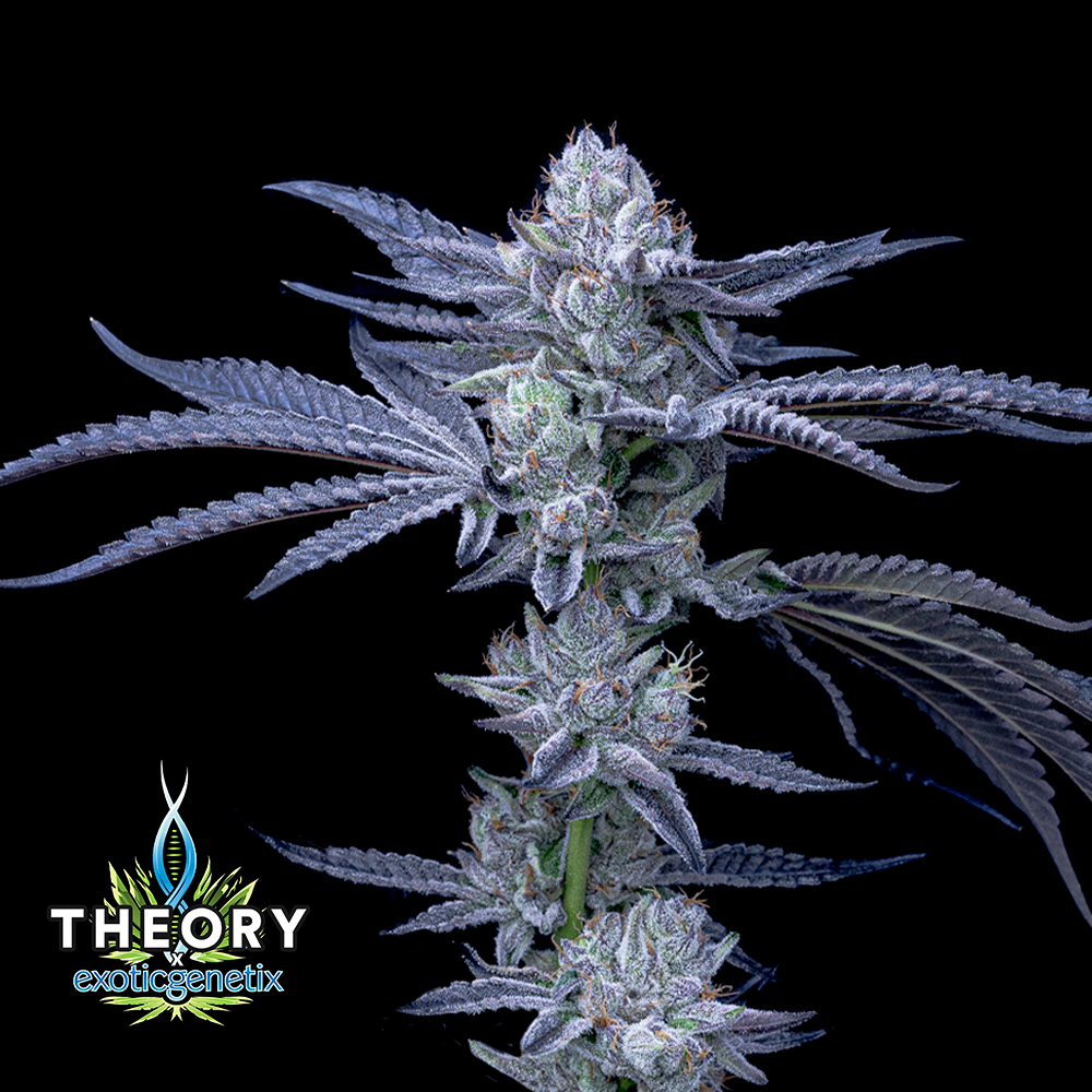 Photograph of product: Greasy Runtz (Jan '25 Harvest) - 3.5g