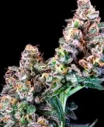 Photograph of product: Coastal Flower | Cotton Candy | 7g