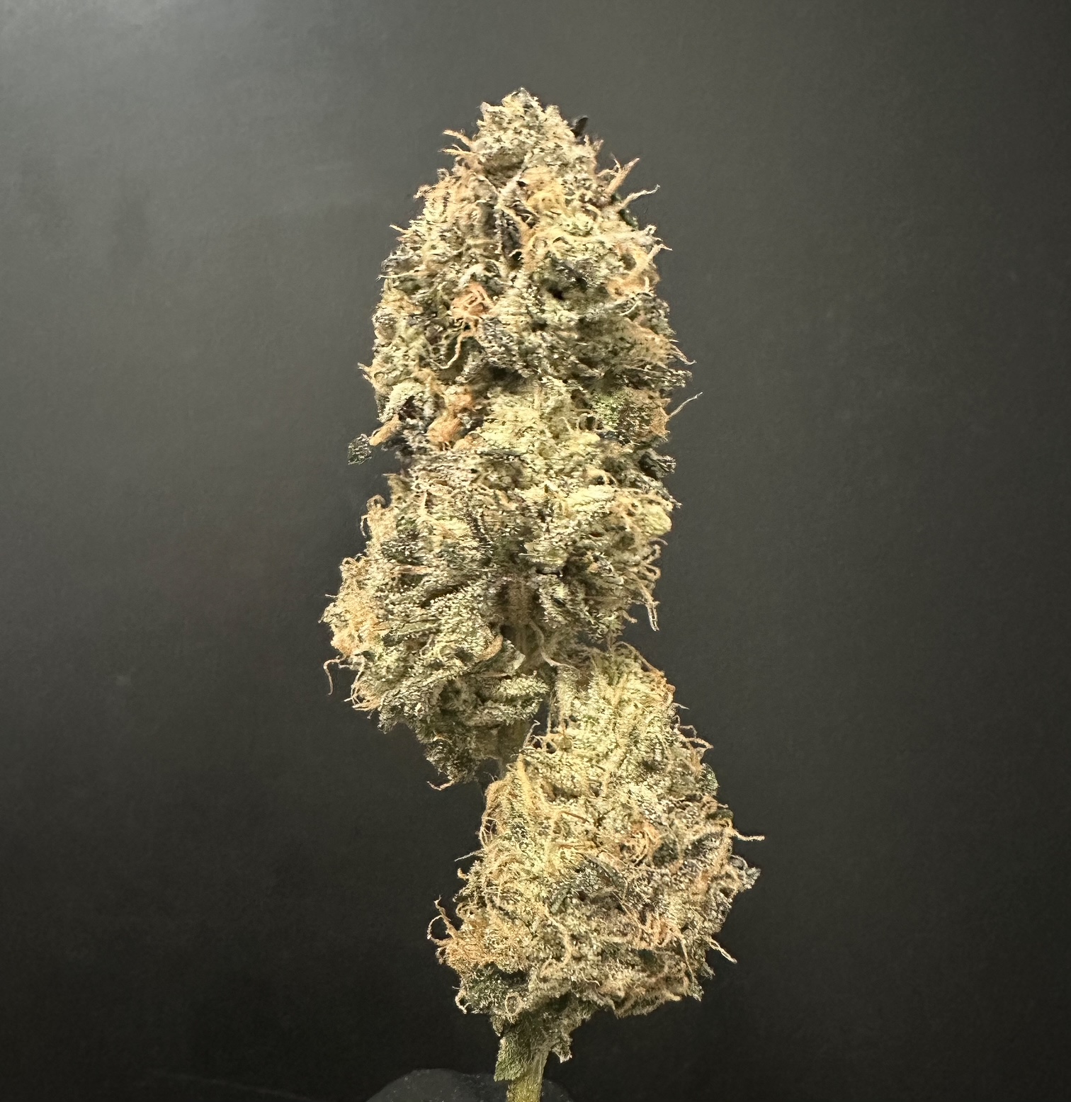 Photograph of product: Flower: Rainbow Runtz - 3.5g