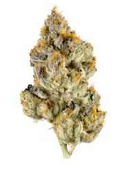 Photograph of product: Real Life Botanicals | Flower | Lemon Cherry Gelato - 3.5g