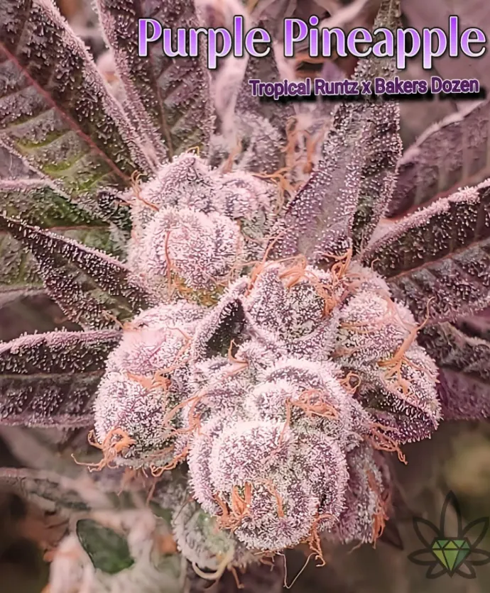 Photograph of product: Purple Pineapple - 3.5g