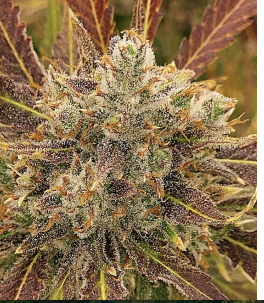 Photograph of product: Purple Ghost Candy - 7g