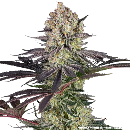 Photograph of product: K1 Candy (Bulk Flower) - 1g