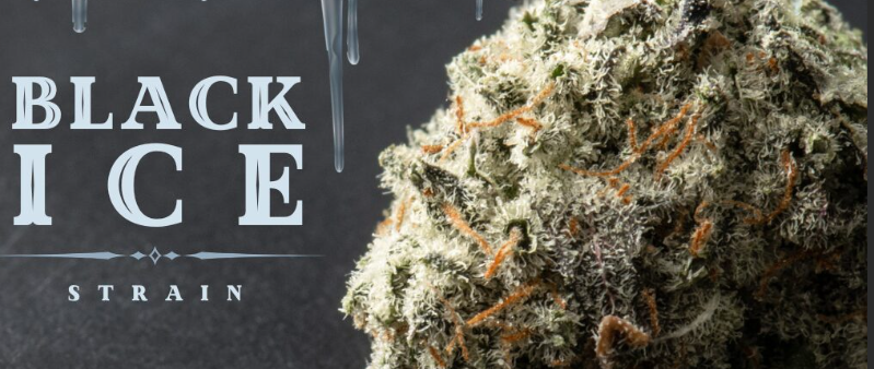 Photograph of product: Black Ice | Glorious | Bulk Flower - 1g