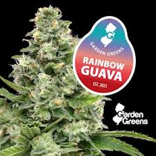 Photograph of product: Garden Greens - Rainbow Guava Big Buds 3.5g