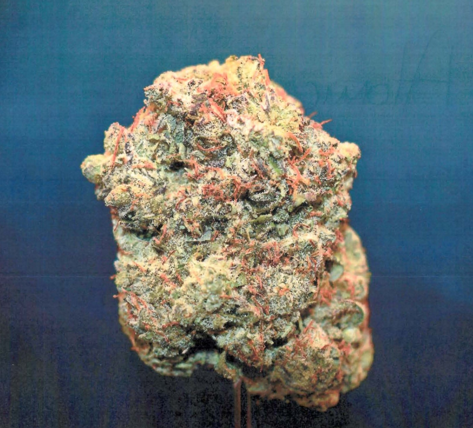 Photograph of product: Curaleaf Atomic Breath Whole Flower 27.37% (H) 3.5g - 00884