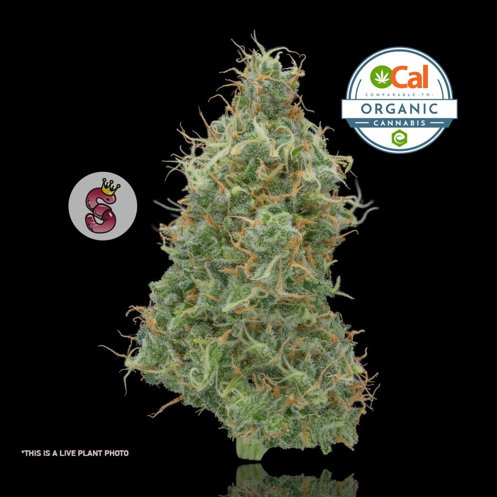 Photograph of product: No Till Kings - Jackapulco (Oui'd) Flower - 3.5g
