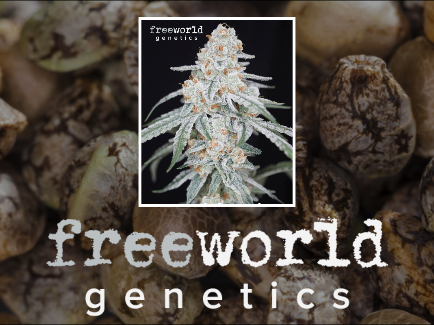 Photograph of product: Freeworld Genetics Seeds  - Peach Breath 3pk