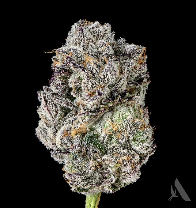 Photograph of Product: Flower | Mac Stomper | 00457 - 3.5g