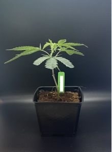 Photograph of product: [CLN] - Exotic Nurseries - Clone - White Truffle