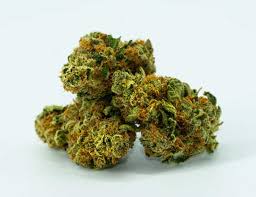 Photograph of product: GARLIC GAZILLIONAIRE - 4G