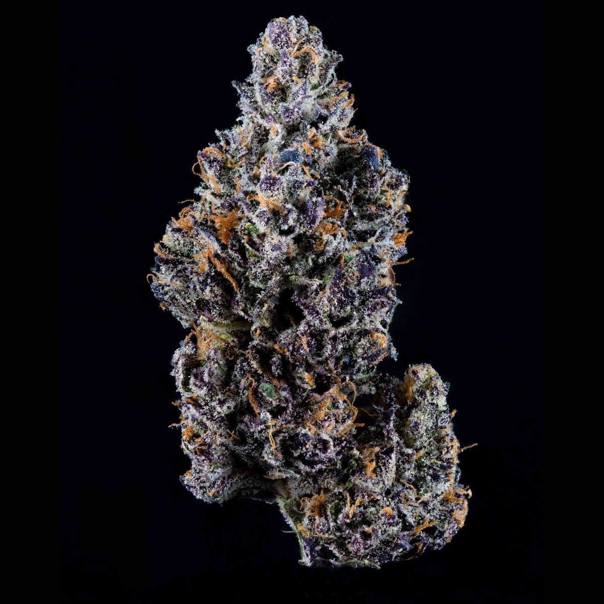 Photograph of product: Sherb Cream Pie | Maine Trees | Top Shelf - 28g