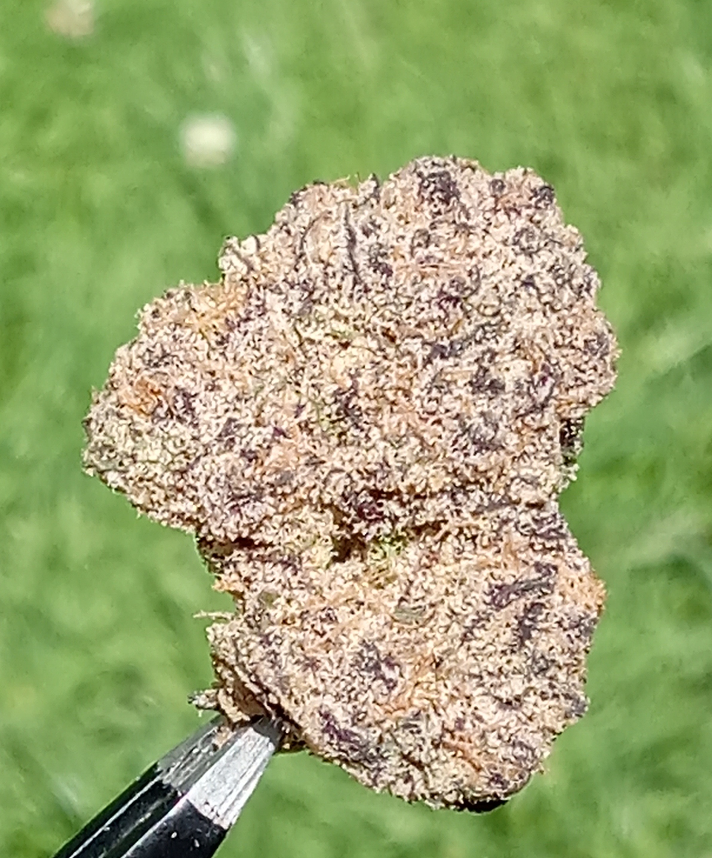 Photograph of product: Brilliant Botanicas I Cherry Creamsicle 2 I - 3.5g
