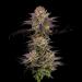 Photograph of product: Drunken Monkey - 3.5g