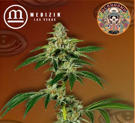 Photograph of product: Medizin | Deadband - 3.5g