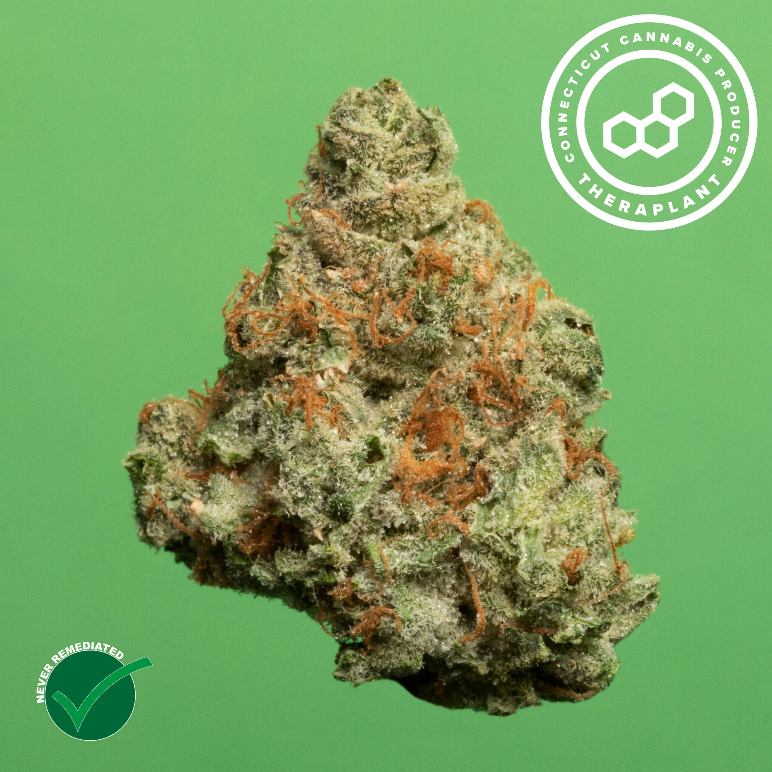 Photograph of product: Theraplant Prepack (1/8) Green G (H) 41072