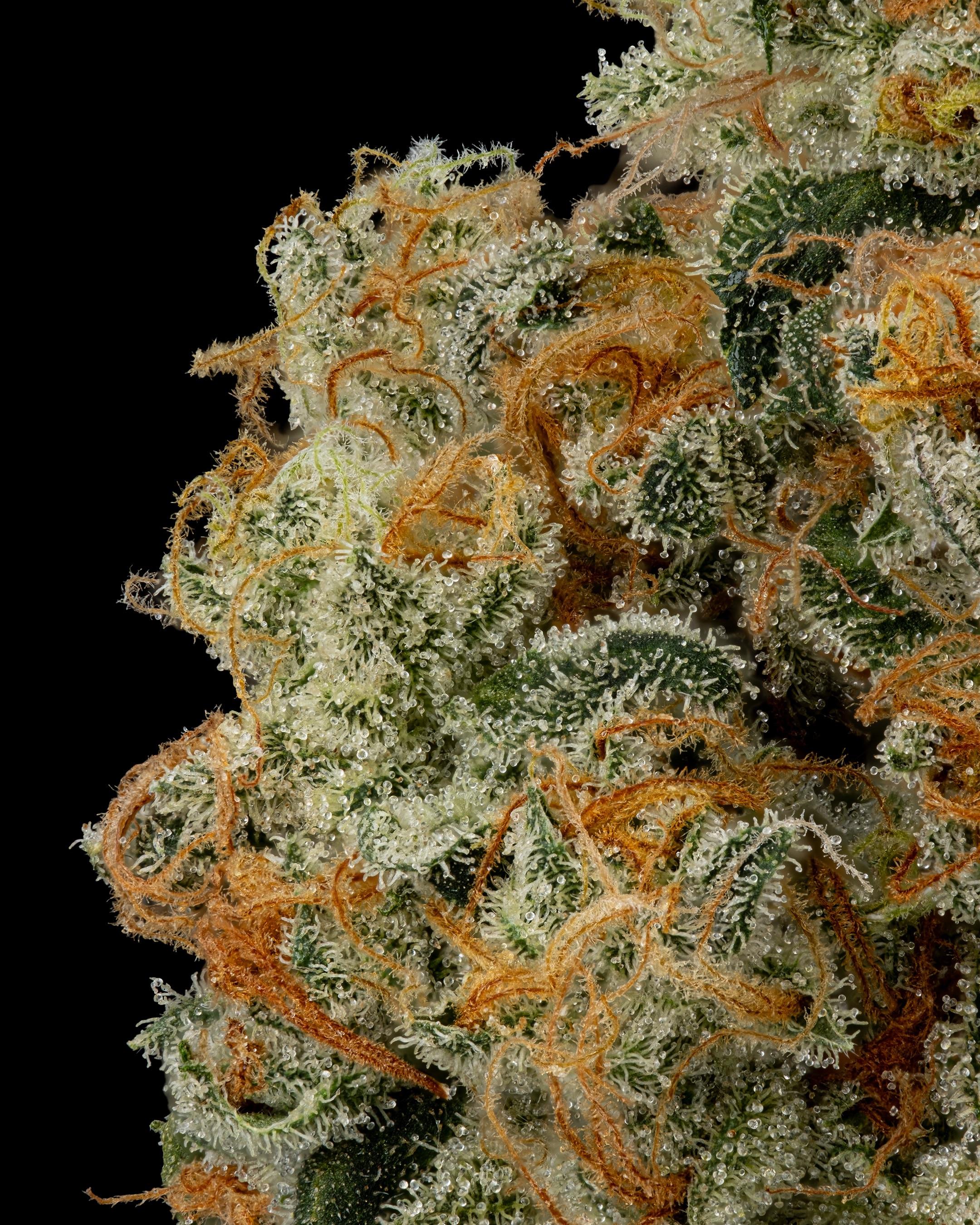 Photograph of product: Firefly Organics - Sour Moonshine - 3.5g