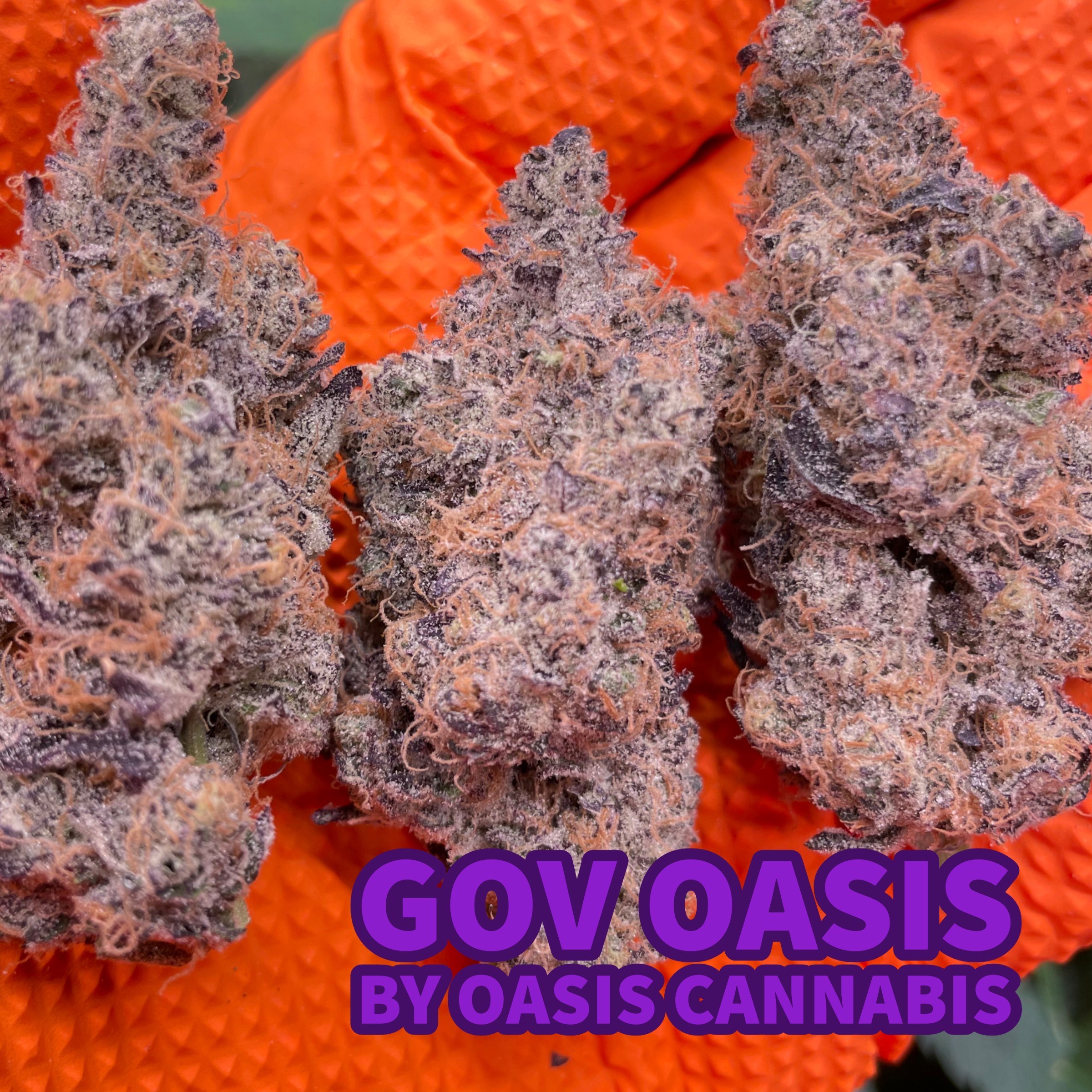 Photograph of product: Oasis - Premium Flower - GOV Oasis - 3.5g