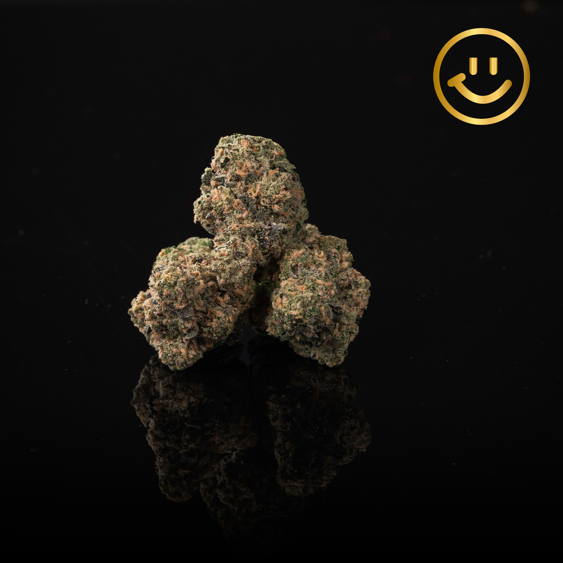Photograph of product: Grown Rogue | Bacio Mintz | indoor flower
