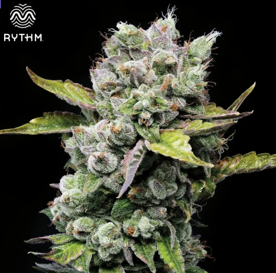 Photograph of product: Rythm 3.5g Small Flower B Scout (I) C0010000692