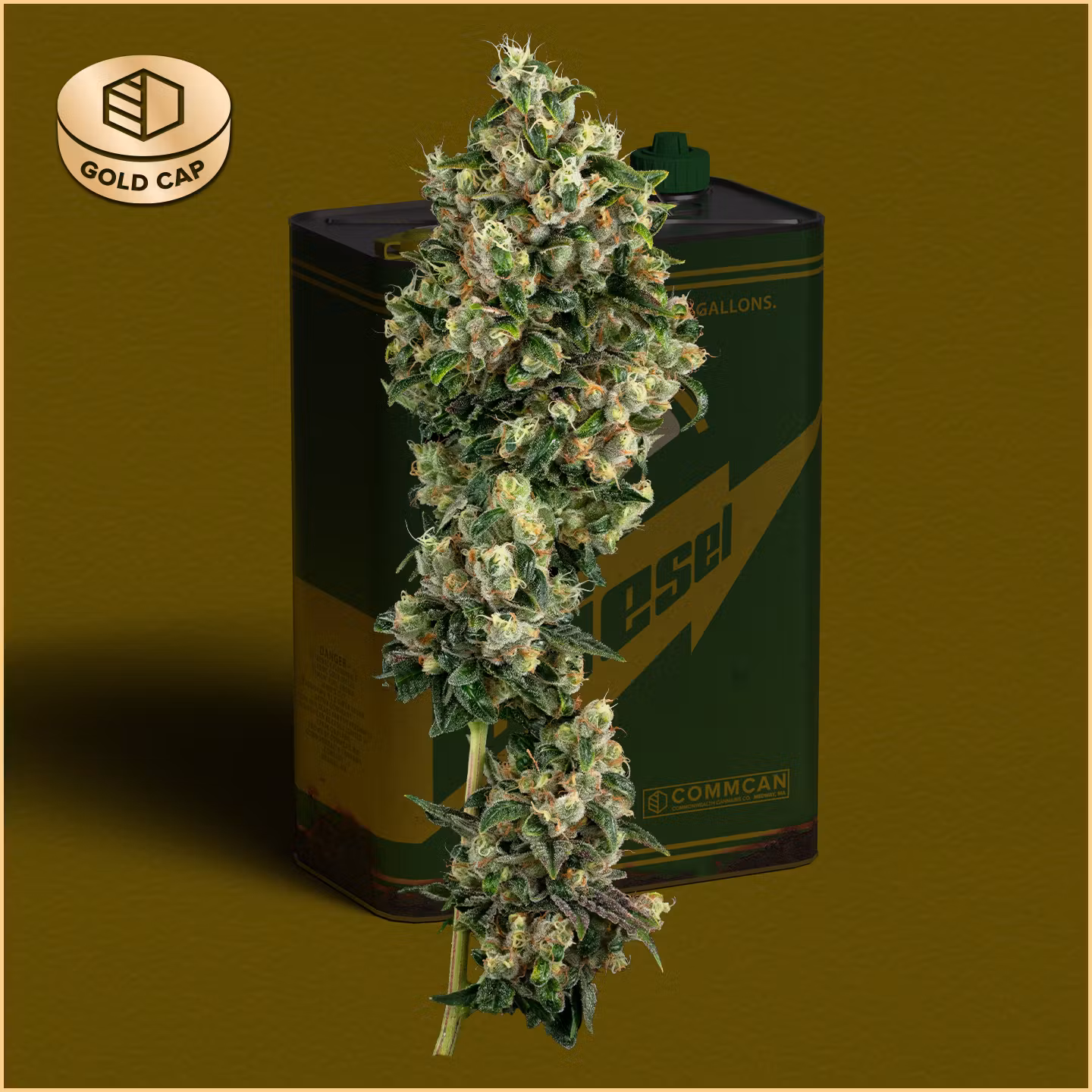 Photograph of product: CommCan - Flower 3.5g - Sour Diesel