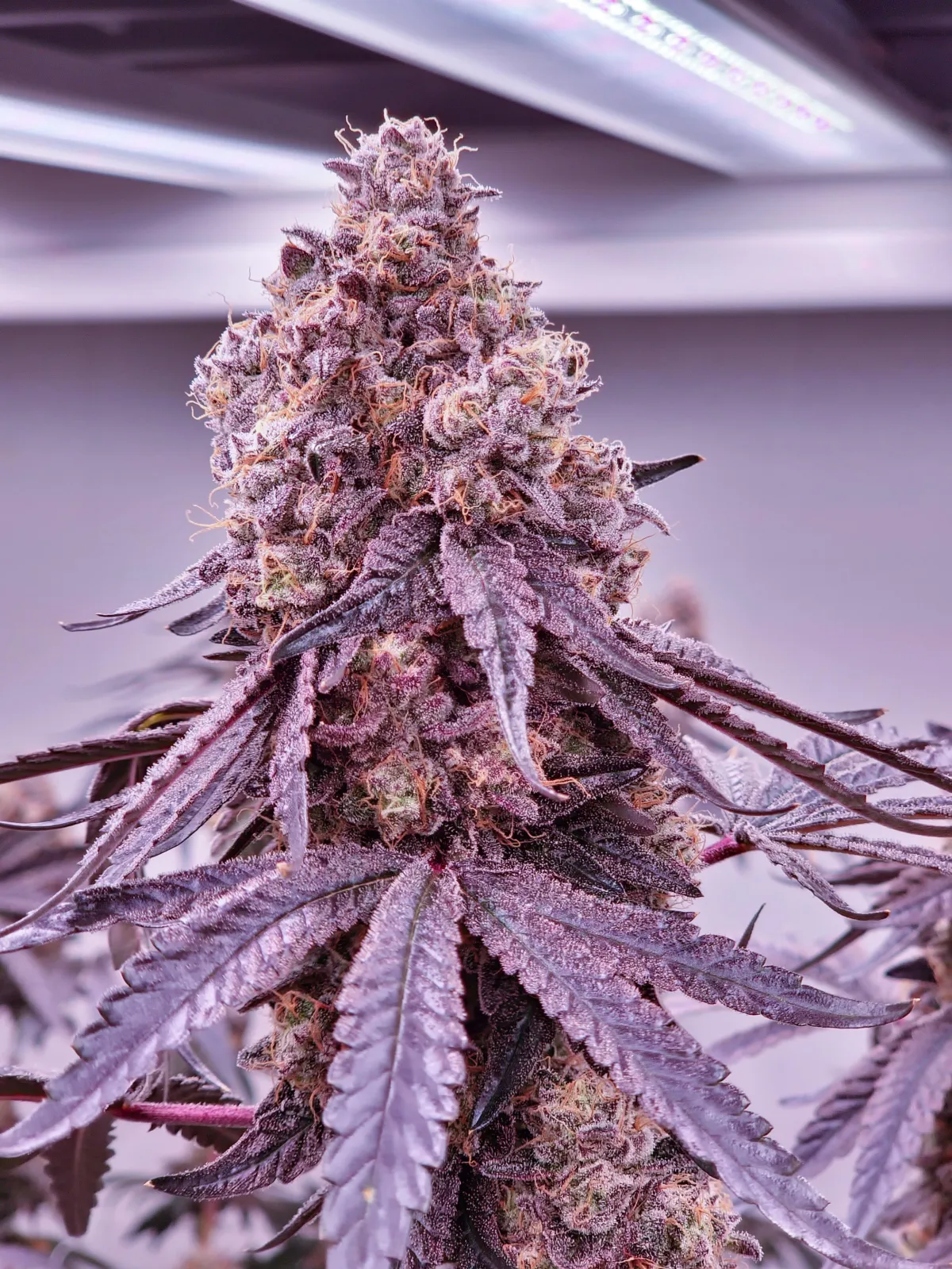 Photograph of product: OMG | Black Maple | 3.5g