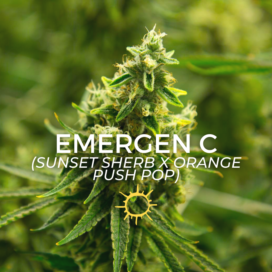 Photograph of product: EmergenC - 2g