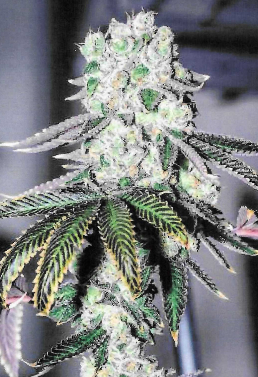 Photograph of product: Wedding Pie - 3.5g